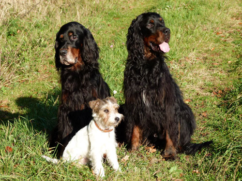 Murphy, Timber und Hoss