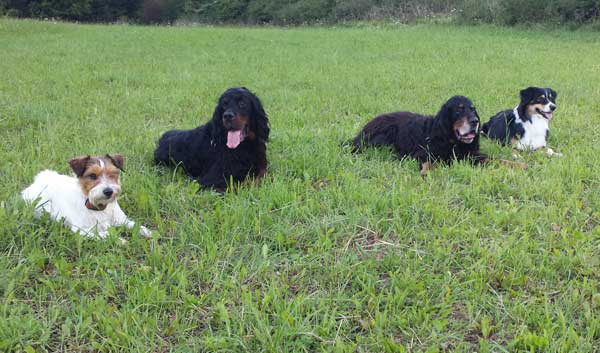 Murphy, Timber und Hoss